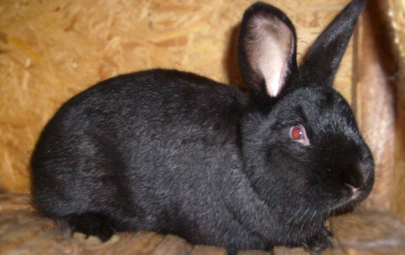 Декоративные кролики: породы и особенности содержания