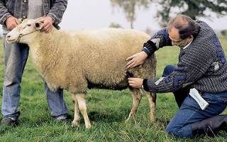 Овцы романовской породы: размножение и нюансы выведения