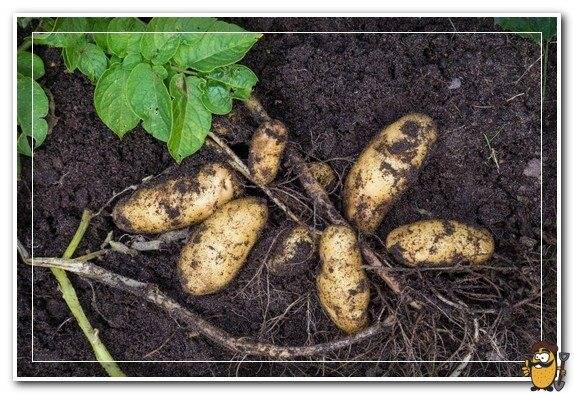 Ваша удача ждёт вас в огороде: один из самых урожайных сортов картофеля