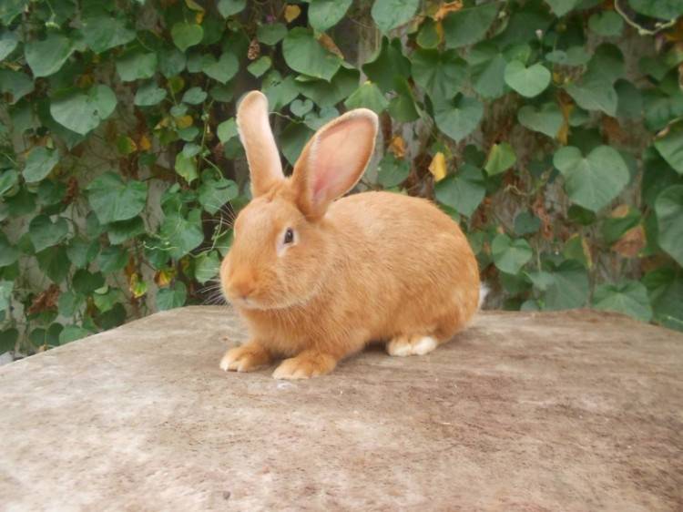 Бургундский кролик – подробный обзор породы