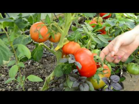 Томат диаболик f1: подробная характеристика и описание высокорослого и урожайного сорта