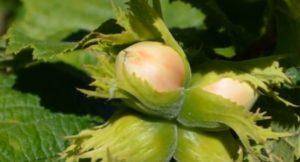 Лещина в сибири: посадка и уход, особенности выращивания фундука