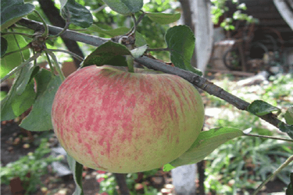 Яблони для урала - 7 лучших сортов