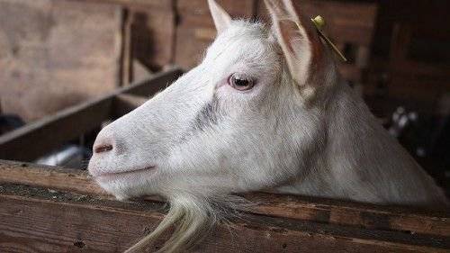 Как по зубам, рогам и внешности определить возраст козы и ошибочные методы