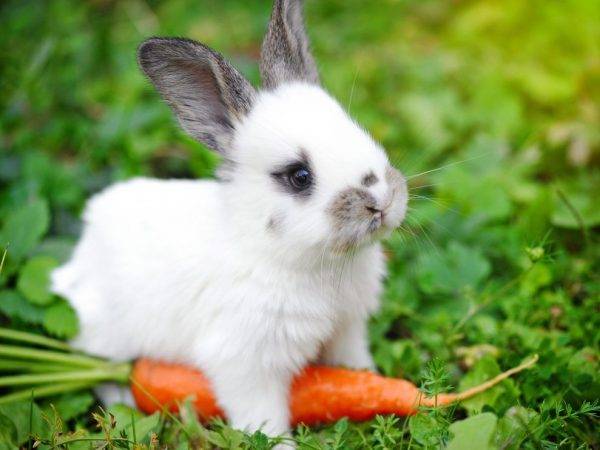 Рацион имеет значение! можно ли давать кроликам конский щавель и как это делать правильно?