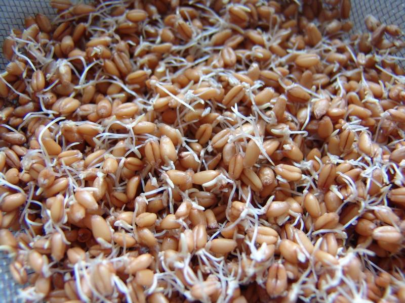 Как прорастить пшеницу для кур: проверенные способы