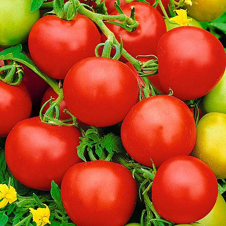 Описание сорта томата Восток, особенности выращивания и ухода