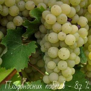 Виноград рислинг итальянский — описание сорта
