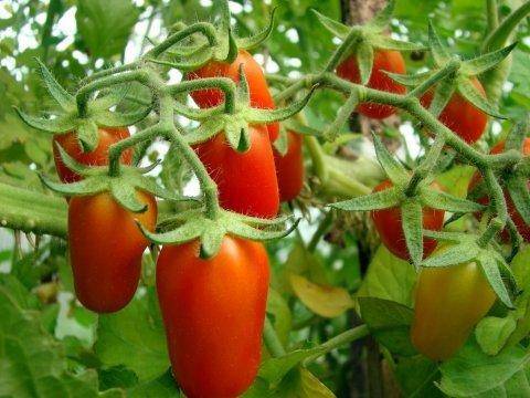 Обалденный рецепт вяленых помидоров в домашних условиях  с фото и видео