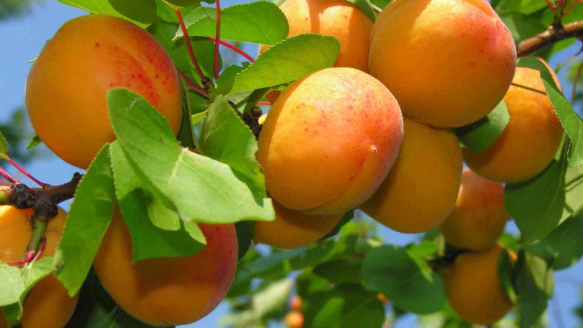 Краснощёкий абрикос: описание, посадка, выращивание и уход