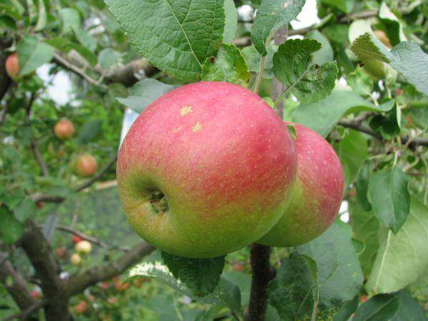 Районированные сорта яблонь для урала с фото и описанием