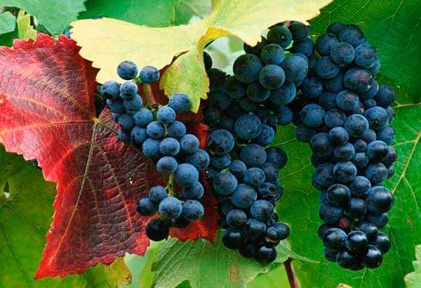 17 лучших рецептов заготовок из винограда на зиму в домашних условиях