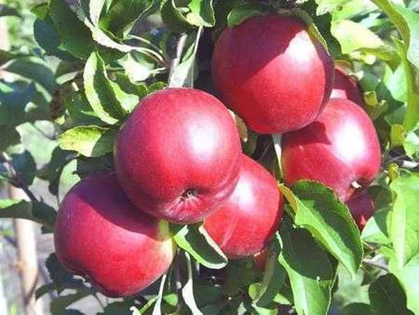 Яблоня «флорина»: описание сорта, опылители, фото