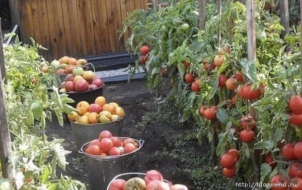 Как вырастить помидоры для ленивых — необычный способ