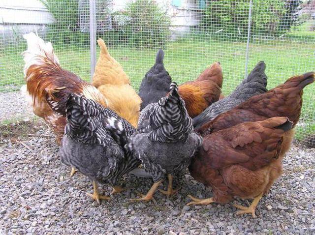 Нормы питания кур-несушек – основа продуктивности и здоровья птицы