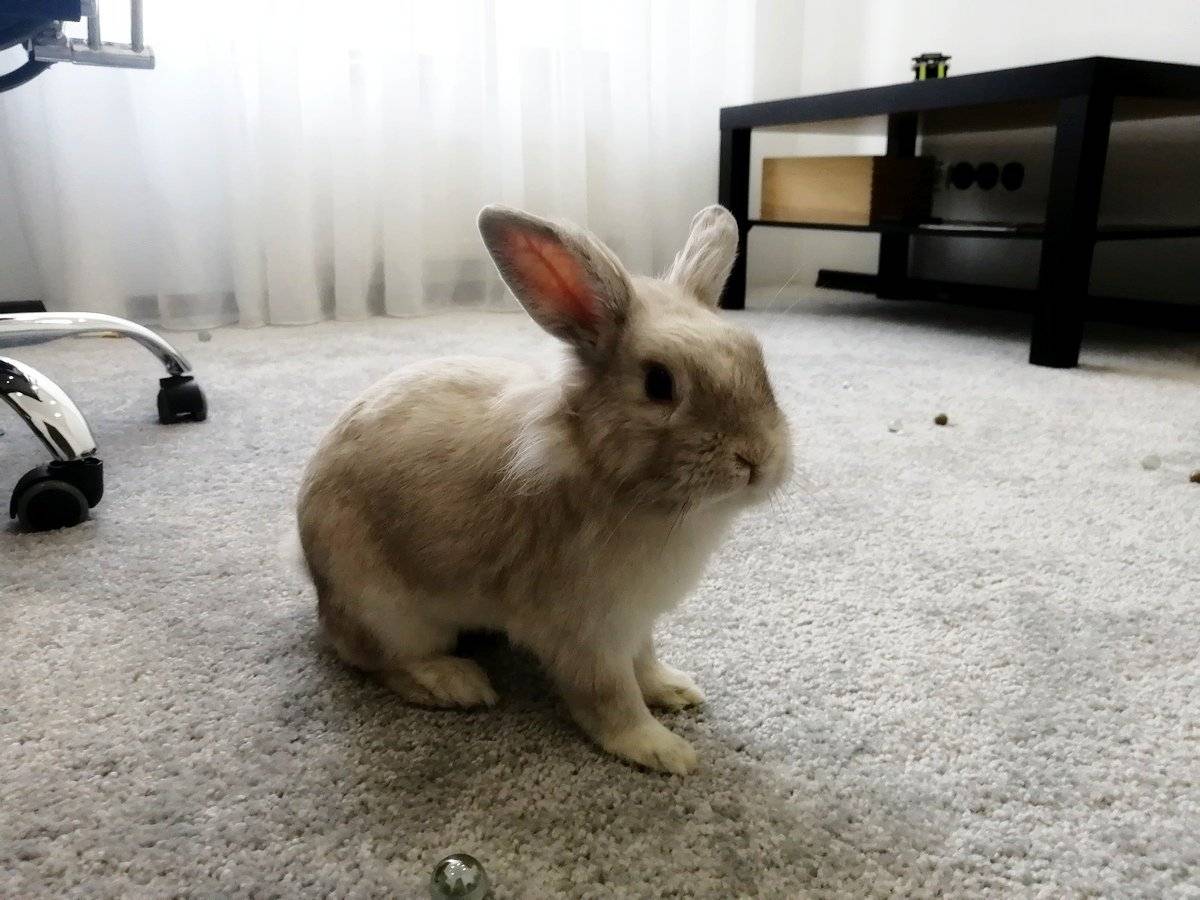 Кролик в доме