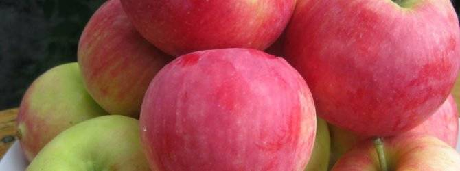 Яблоня сорта народное — ароматный осенний подарок