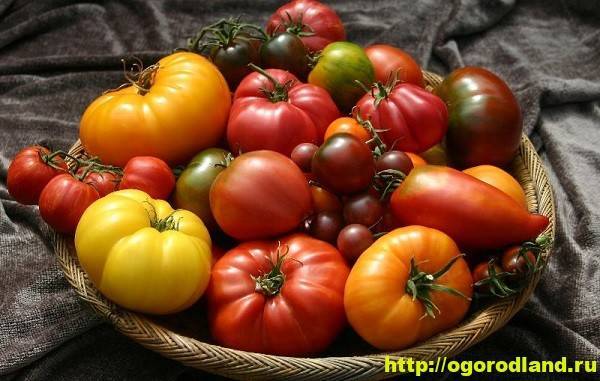 Характеристика и описание сорта помидоров Сильвестр F1, их урожайность