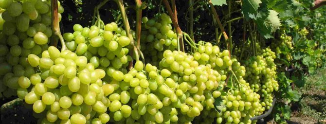 Описание винограда сорта памяти негруля и характеристика, история и выращивание