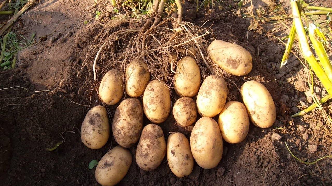 Характеристики сортов картофеля белорусской селекции