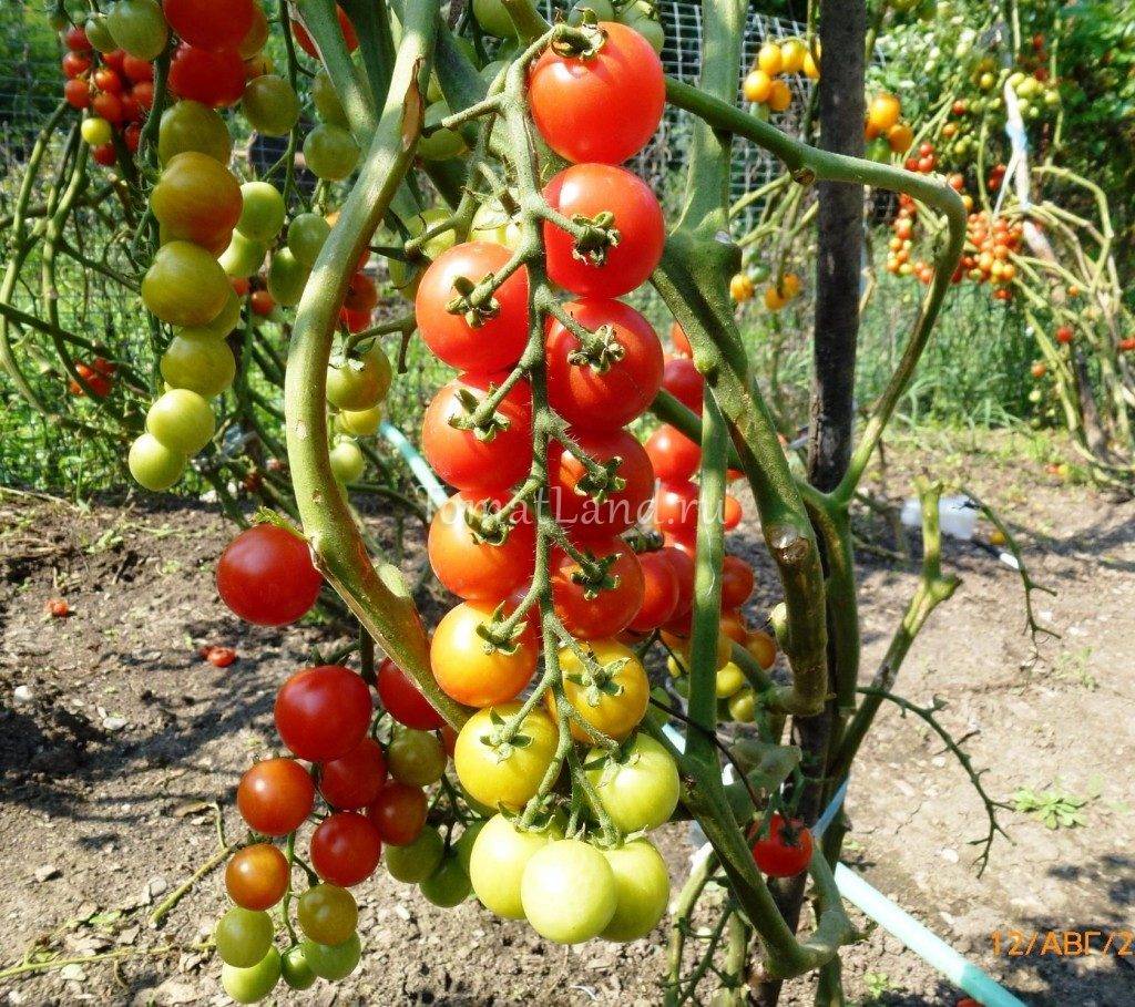 Описание сорта томата Помисолька, его характеристика и урожайность