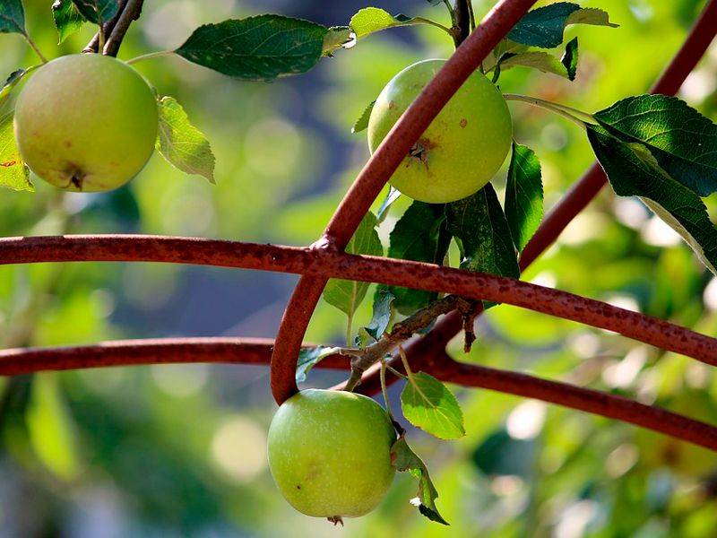 Описание сорта яблонь персиянка, характеристика урожайности и регионы выращивания