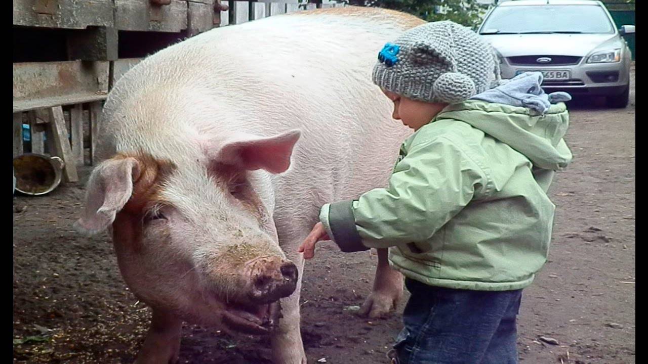 Какая самая большая свинья в мире и сколько она весила?