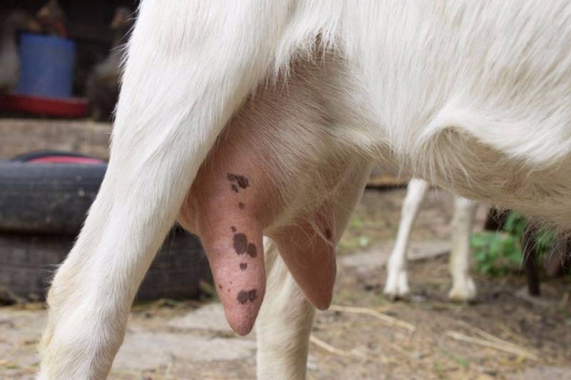 Что делать, если коза не отдает молоко полностью и методы решения проблемы