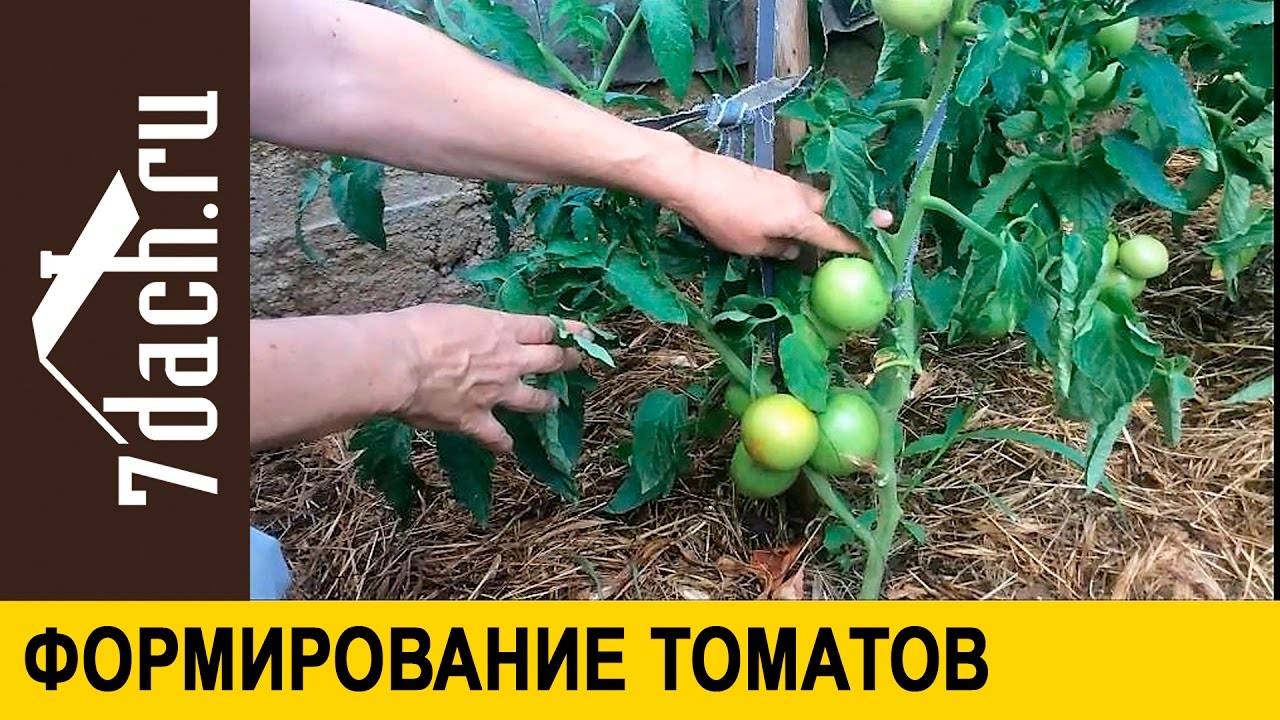 Формирование томатов: 105 фото формирования томатов в теплице и на открытом грунте