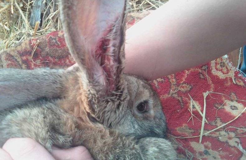 Болезни лап у кроликов, причины, профилактика и принципы лечения