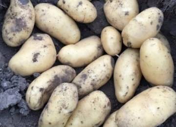 Раннеспелый сорт картофеля «наташа» — характеристика и описание, фото