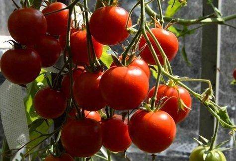 Маленький, но очень урожайный томат «красная гвардия» : фото и описание сорта