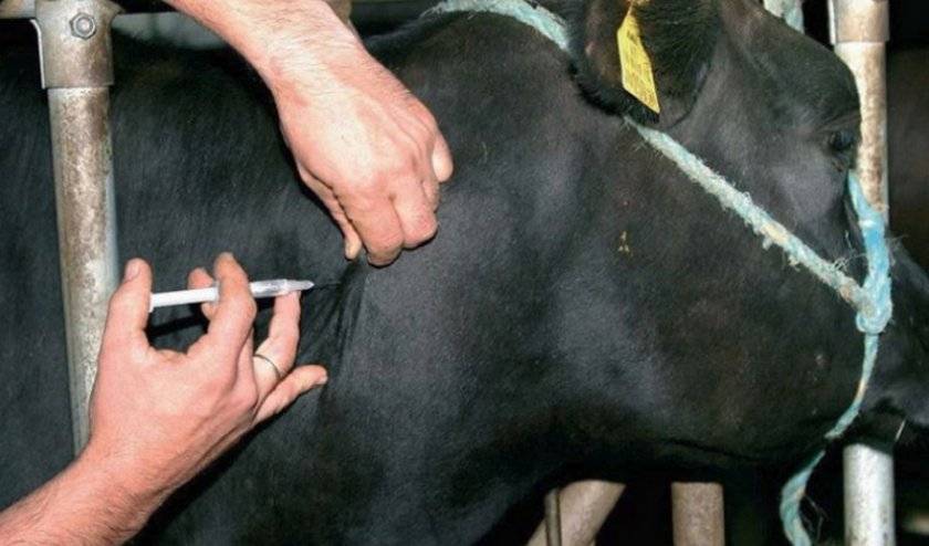 Сколько дней в норме у коровы идут выделения с кровью после отела и аномалии