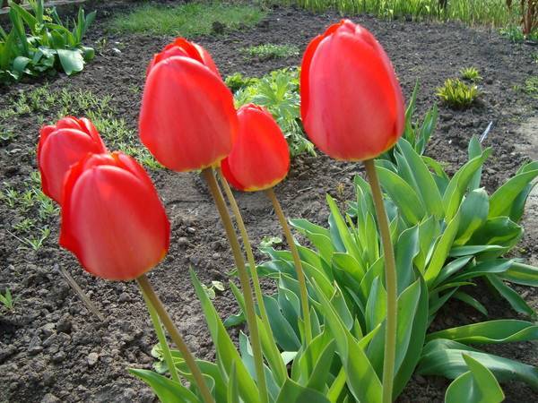 Как размножаются тюльпаны?
