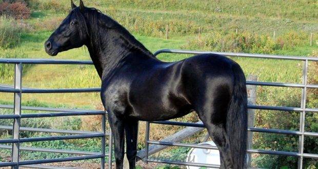 Гнедая масть лошади: описание, цвет, породы и фото