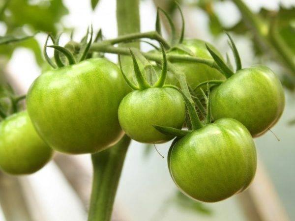 Любимый огородниками во всех регионах страны томат «афродита f1»: отзывы, преимущества и недостатки сорта