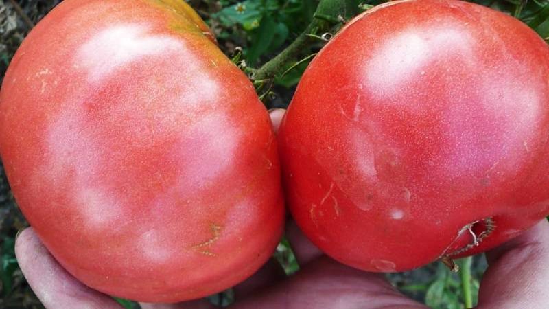 Рекордсмен на ваших грядках — томат «малиновый натиск» : описание сорта, фото