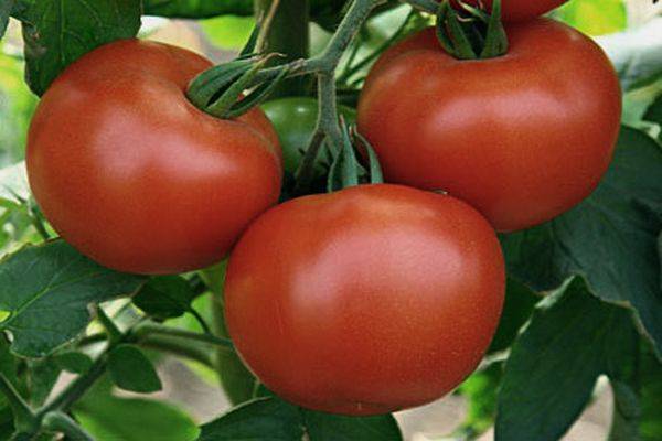 Экзотика из трансильвании: описание и способы употребления сорта томата «чесночный»