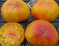 Фото, видео, отзывы, описание, характеристика, урожайность сорта томата «загадка»