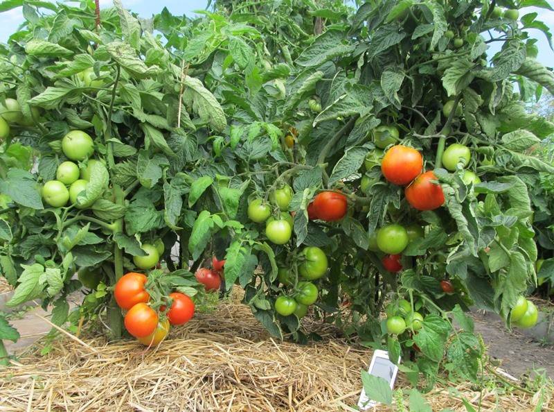 Авторитетный помидор большая мамочка – отменный вкус и супер урожайность