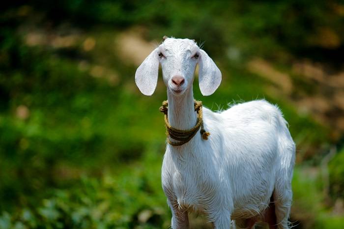 Как и сколько раз в день доить козу?