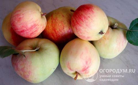 Летний сорт яблок с прекрасным иммунитетом — яблочный спас