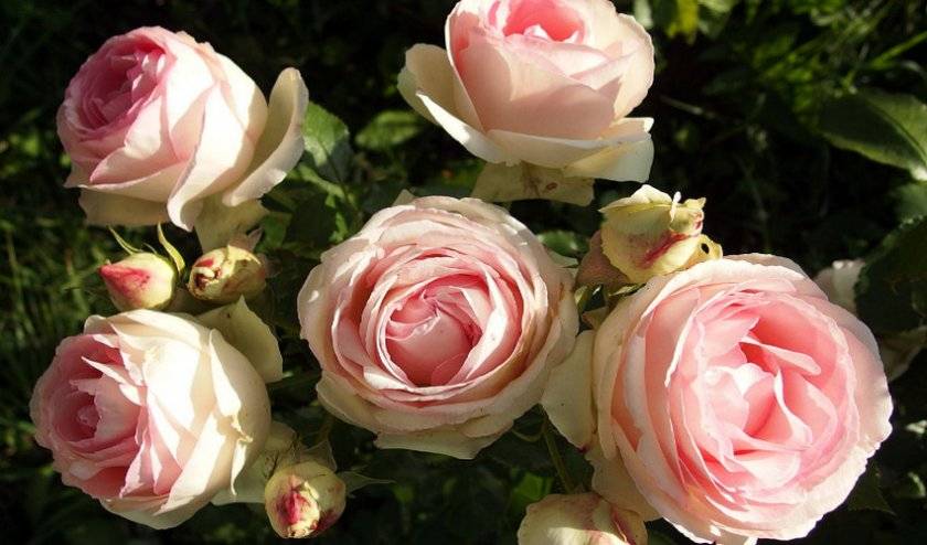 Все этапы черенкования роз осенью в домашних условиях и уход за растением сразу после процедуры