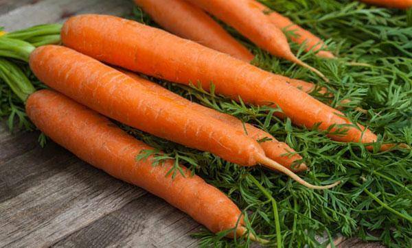 Морковь амстердамская: характеристика и описание сорта