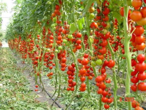 Описание сорта томата японский карлик и урожайность