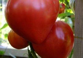 Томат золотое сердце: симпатичные помидоринки универсального назначения