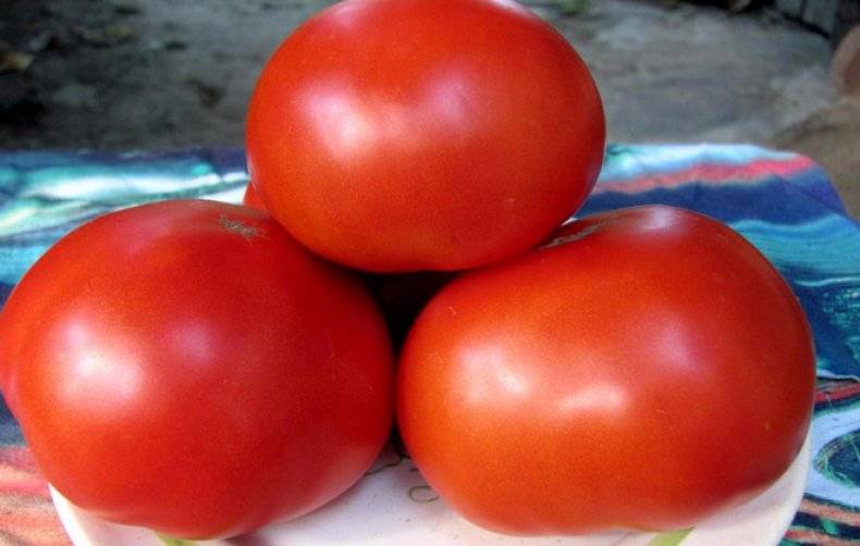 Описание и выращивание гибридного сорта томатов красная гвардия f1