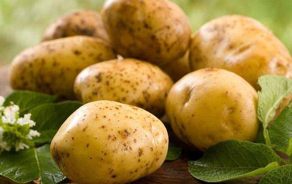 Описание сорта картофеля Зекура, его характеристика и урожайность 