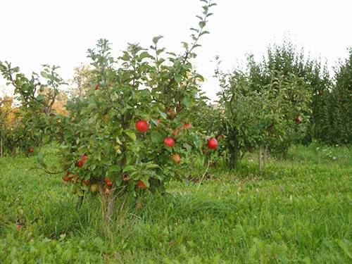 Сладкое счастье: подборка ранних сортов яблонь для разных регионов россии
