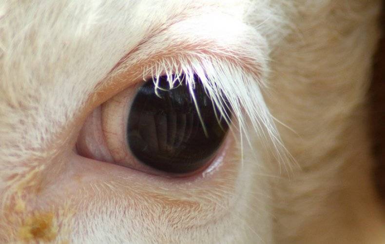 Особенности глаз коровы
